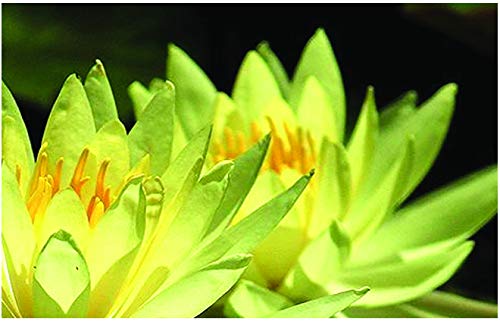 Lincolnshire Pond Plants Ltd Water Lily - bareroot or with pots and Compost - Live Water Plant Aquatic Pond Lake Marginal (3 x Bareroot with Large Pot and Compost, Selection - Yellow Lily)