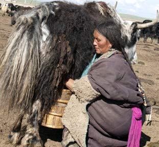Miniatura 2 de Yak Cheese Dog Chews X-Long Monster 10-12 oz 11-12 pulgadas de larga duración Orgánica rica en proteínas Golden Yaky Golosinas para perros del