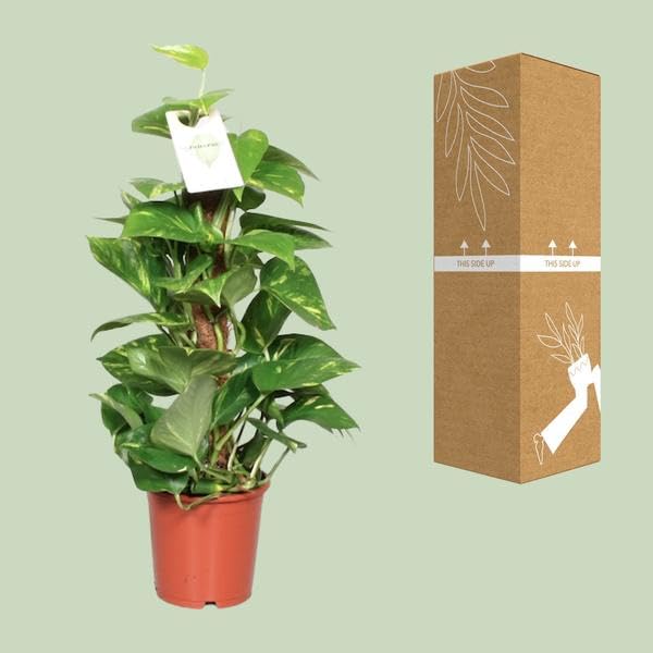 Efeutute Epipremnum Scindapsus Pinnatum Goldene Efeutute am Ø15 cm 60 cm