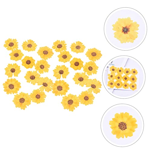 Flores secas prensadas Margarita 24 piezas para manualidades miniatura 2