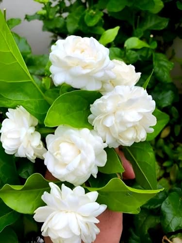 Image of Hidden Enterprise-Most Beautiful Home Garden Healthy Live All Season Wing Dong Jasmine Plant Tree || For Outdoor & Indoor Tree