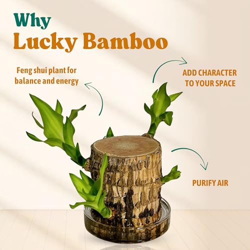 Image of Amazon Brand Brazilian Wood Lucky Bamboo Live Plant with Glass Pot | Indoor Bamboo House Plants for Home, Living Room, & Office Decoration | Vastu Plant | (Imported Plant with Pot)