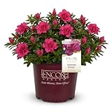 Azalea Encore 1 Gallon Autumn Rouge Shrub