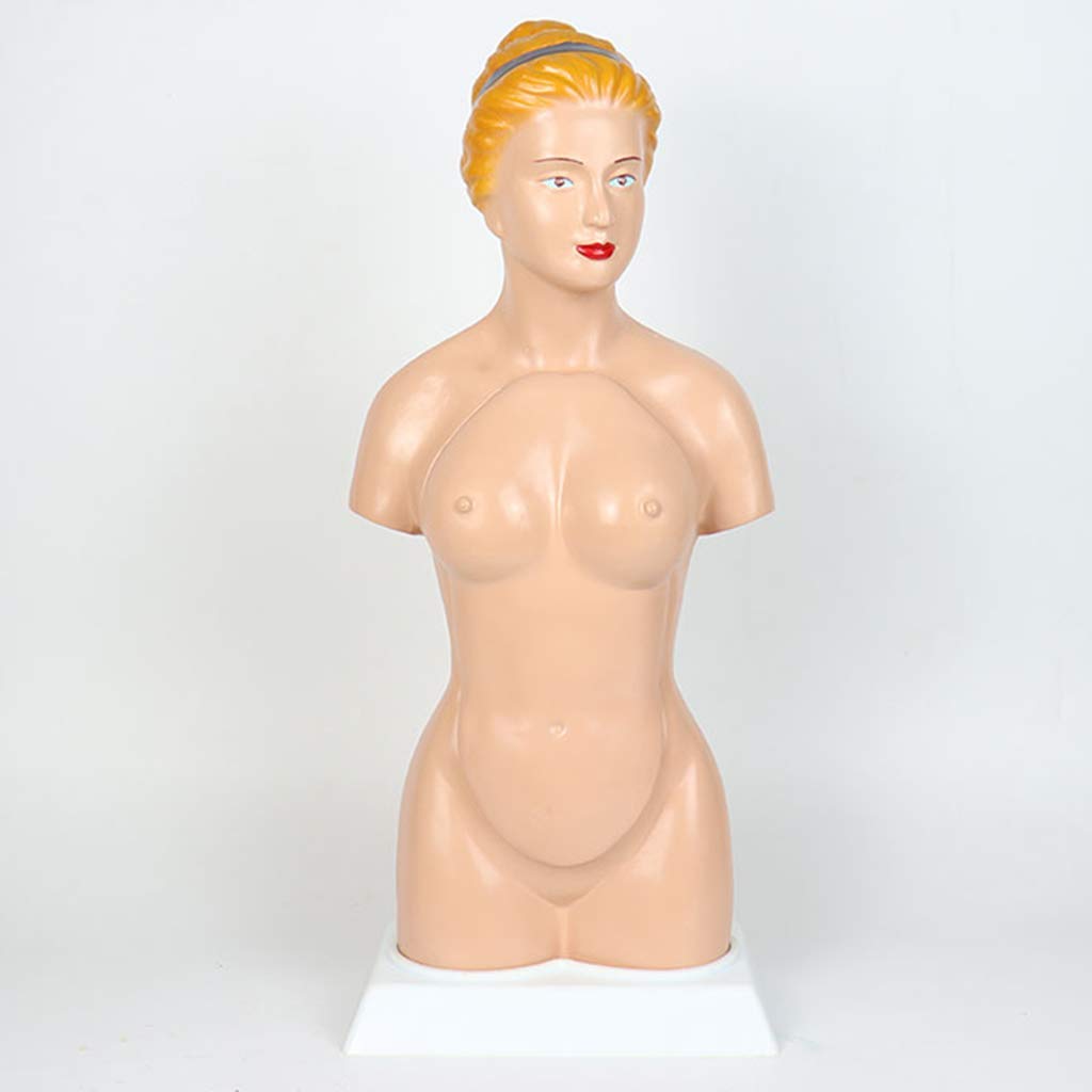 Modelo De Torso De 45 Cm - Modelo Anatómico del Torso Humano - Modelo De Ciencia De Órganos Internos Humanos Descomponibles - para Ayuda De Formación Educativa Médica, Equipo De Laboratorio