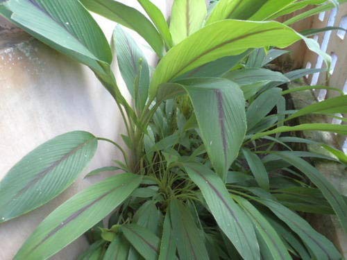 rare Black turmeric four month old (B07YL64XVY) Amazon Price History, Amazon Price Tracker