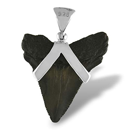 Starborn Fossil Shark Tooth Pendant In Sterling Silver - Md #TOP1