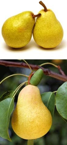 Brighter Blooms - D'Anjou Pear Tree, 4-5 ft. - No Shipping to AK, AR, AZ, CA, HI, ID, LA, WA