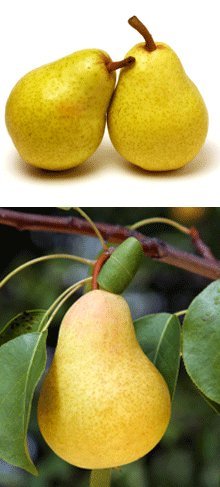 Brighter Blooms - D'Anjou Pear Tree, 4-5 ft. - No Shipping to AK, AR, AZ, CA, HI, ID, LA, WA