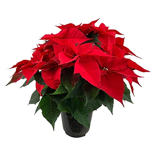 Flor de Navidad PREMIUM Ideal para Regalar
