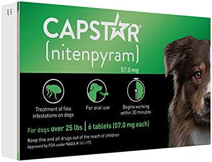 collie smooth collie