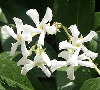 Star Jasmine Potted Plant, 4-8