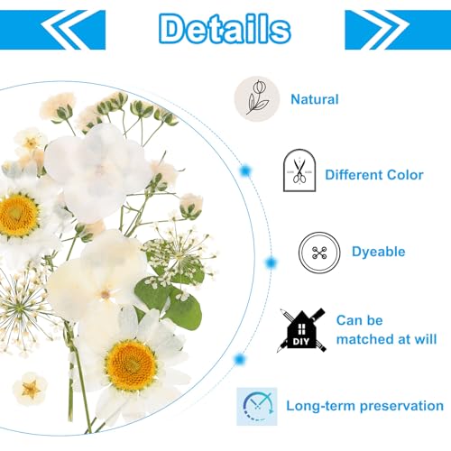 Flores Secas Prensadas PATIKIL Pack de 10 Pcs Blanco miniatura 3