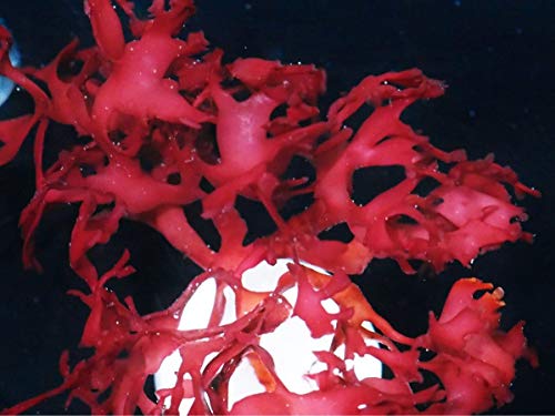 Hikari Tropical Sinking Wafers Fish Food [Set of 3] Size: 1.76 Ounces