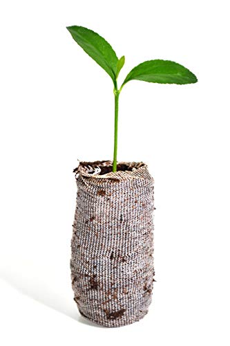 Treesagain Calamondin Tree - × Citrofortunella Microcarpa - Starter Plug (See State Restrictions) #TOP1