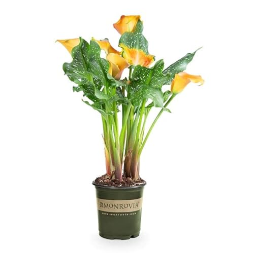 Planta Natural Zantedeschia Conocida como Cala o Lirio del Amor