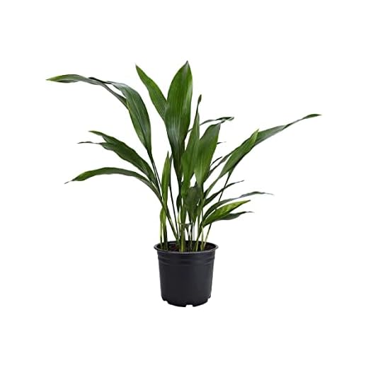 American Plant Exchange Cast Iron Plant – Live 6-Inch Potted Indoor Houseplant, Hardy Evergreen with Lush Green Foliage, Low-Light & Drought-Tolerant for Home, Office & Shade Gardens