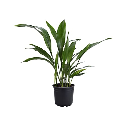American Plant Exchange Cast Iron Plant – Live 6-Inch Potted Indoor Houseplant, Hardy Evergreen with Lush Green Foliage, Low-Light & Drought-Tolerant for Home, Office & Shade Gardens
