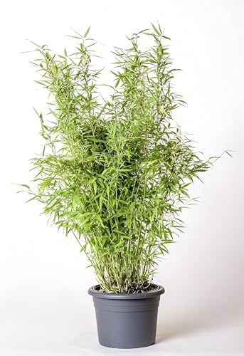 ABEFARIYA Chinese Bamboo Live Plant Dwarf Bamboo Bambusa Multiplex Bambusa Pleioblastus Pumilus Plant with Grow bag -(height 30-35 c.m.) for home gardening (Indoor & Outdoor Plant)