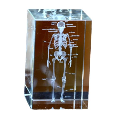 Image of Haobase 3D Crystal Anatomical Model Set, Heart Brain Teeth Skeleton Lungs, 2x2x3 inches, Medical Office Decor (Skeleton)