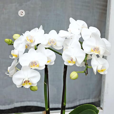 Amazon｜鉢花 胡蝶蘭 ファレノミディ ホワイト ピンク 2本立ち 陶器