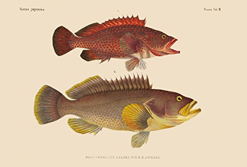 Amazon | BiblioArt Post Card Series シーボルト 『日本動物誌