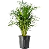 American Plant Exchange Live Areca Palm – 10-Inch Pot – Tropical Indoor Houseplant with Lush Feathery Fronds, Pet-Friendly Easy Care Plant for Homes, Offices, Patios & Decorative Containers