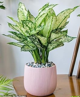 GreenEarth Original Snow White Aglaonema Live Plant (With Multi Colour POT) /Chinese Evergreen Indoor Plant With Air Purifying Abilities-image-45