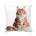 426 Caso Federa Ritratto di Gattino Rosso Domestico Maine Coon Mesi di età Cute Giovane Gatto Seduto Dentro Federe Quadrate Federa Decorativi Cuscino Copricuscini per Camera Casa Letto 45X45Cm