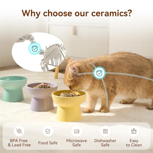 Gamelles en céramique pour chat avec support ergonomique incliné design chic