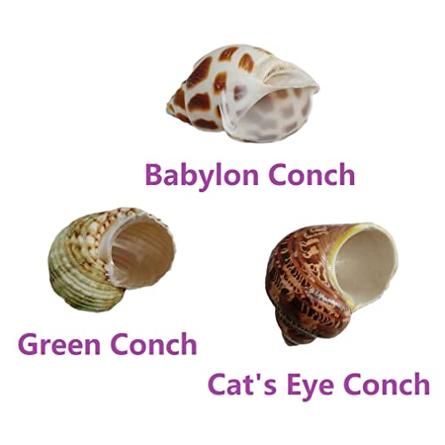 CRMADA Crab Shells 3PC Natural Large CRMADACrab Shells 2 Inch ~ 2-1/2 Inch… - Image 4