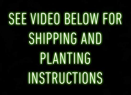 25 Fresh Wild Ramps/Leeks for Cooking or replanting PRE-Order & Save - Arriving May 2020 - Thumbnail 5