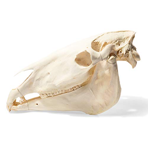 Image of 3B Scientific GmbH T300171 Horse Skull