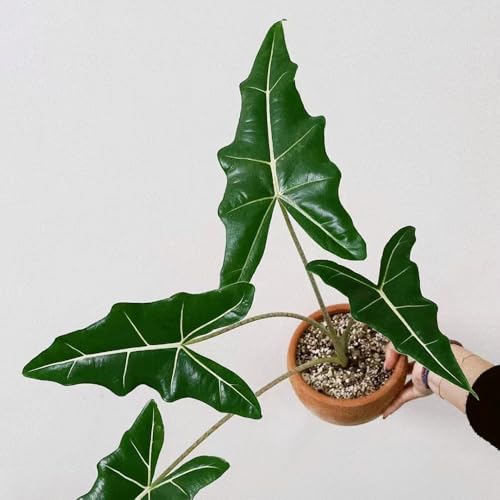 Semillas de planta oreja de elefante alocasia sala de estar También para lugares más oscuros, macetas de cultivo jardín interior, seto sombra resistentes 300pcs