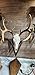 Generic European Deer Skull Mount Plaque Arrowhead Showing Blades Dark Stained