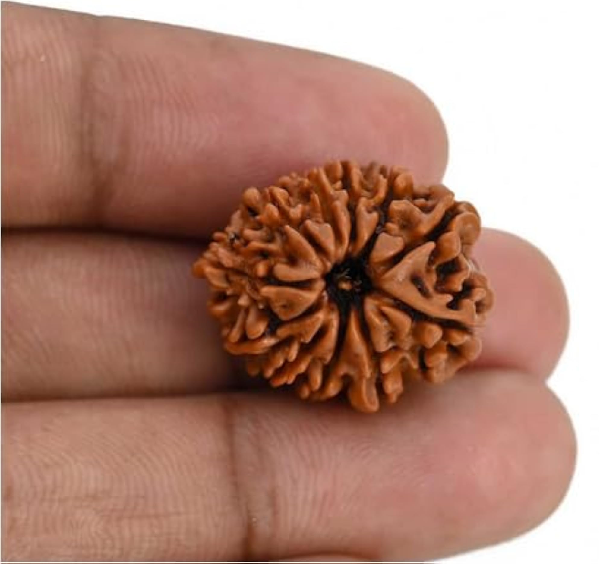 Superb Natural 11 Mukhi Rudraksha, IGL Lab Certified