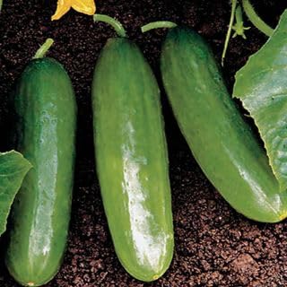 Park Seed Diva Cucumber Seeds