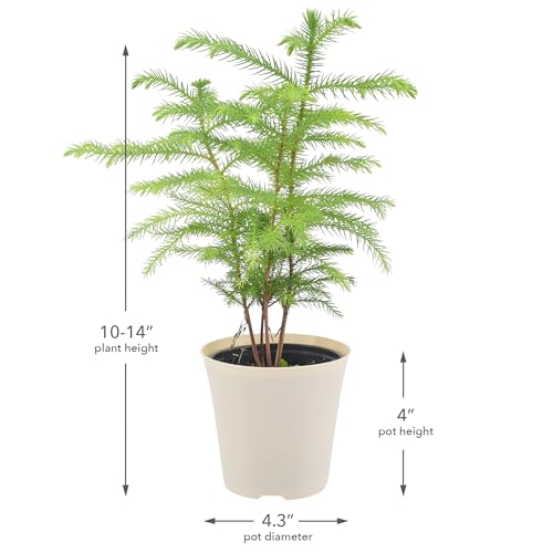Image of Arcadia Garden Products LV111B Live Norfolk Island Pine Evergreen Tree Indoor Houseplant in Plastic Pot, Tropical Plant Collector Gift for Home and Garden Decor, 4-inch, Beige