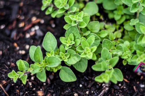 2 Greek Oregano Plants 2 Greek Oregano Plants