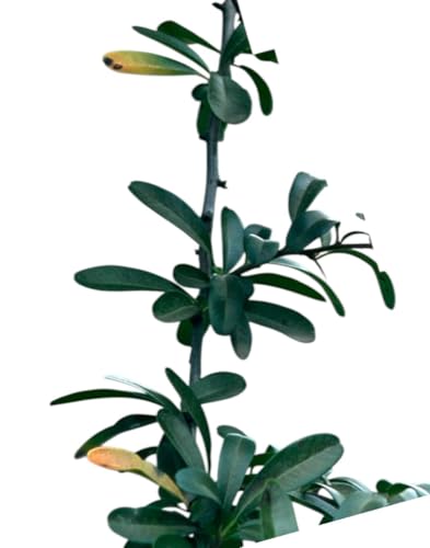 Planta natural Pyracantha Coccinea. Espino de fuego 20-30 cm. En cepellón listos para plantar. Ofrece frutos para fauna, protección con espinas, belleza floral y resistencia ambiental.