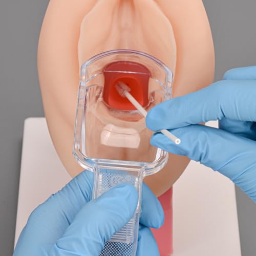 Mededuquest MEQ07008 Pelvic Health Model, Vaginal Training Model For Science Education, Gynecological Examination Anatomical Model thumb #2