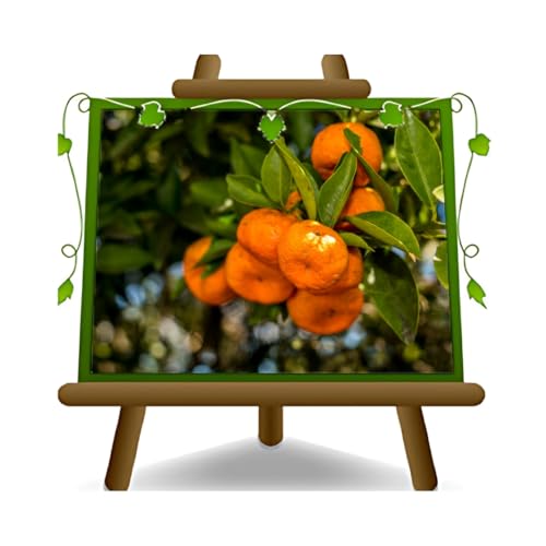 Cítricos Clementine Citrus Clementina - Planta de fruta en maceta de 26 cm - Árbol máx. 140 cm