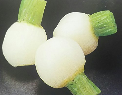 Y@PԂ@36i12j×20P@Ɩp@Ⓚ@Mp