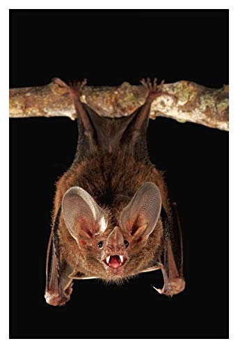  Opere D\'arte Italia Fringe-labbra pipistrello posatoio e chiamante, Smithsonian Tropical Research Station, Barro Colorado Island, Panama-Carta Art-14\