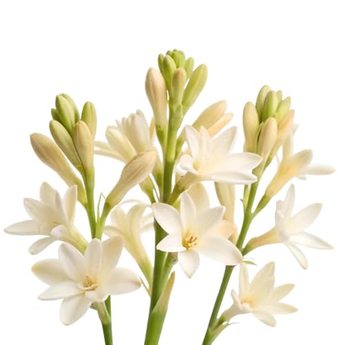 Image of Double Rajnigandha (Double Tuberose) Flower Bulbs | Highly Fragrant Double White Flowers | Long Blooming Perennial | Ideal for Landscaping, Gardens & Commercial Plantation | Pack of 10000