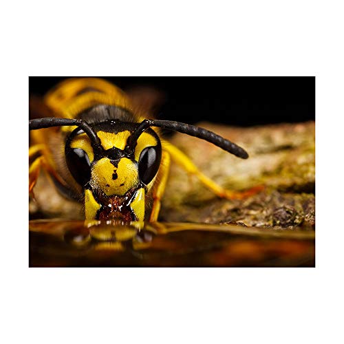 Kit filtros Close-UP Macro (+1 +2 +4 +10) Tianya - 67mm