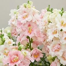 Plant World Seeds - Antirrhinum Majus Doubleshot Appleblossom F1 Seeds (Annual Flower Seeds)