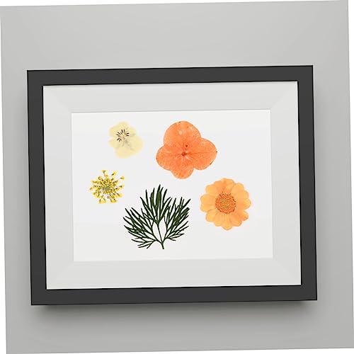 Flores Secas Naturales Prensadas Kit Naranja 40pcs miniatura 4