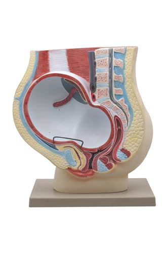 Image of Eisco Labs Human Pregnancy Pelvis Model with Removable Fetus - Hand Painted