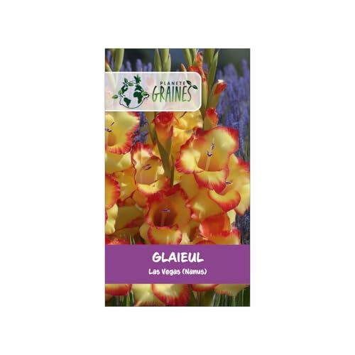 10 Bulbes de Glaïeul Nain Las Vegas (Nanus) – Splendide Bicolore Jaune-Rouge pour Bordure et Pot