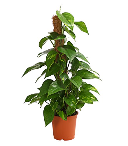 Dehner Efeutute am Moosstab Zimmerpflanze